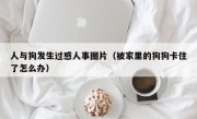 人与狗发生过感人事图片（被家里的狗狗卡住了怎么办）